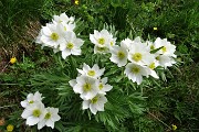 22 Anemone narcissino (anemone narcissiflora)
